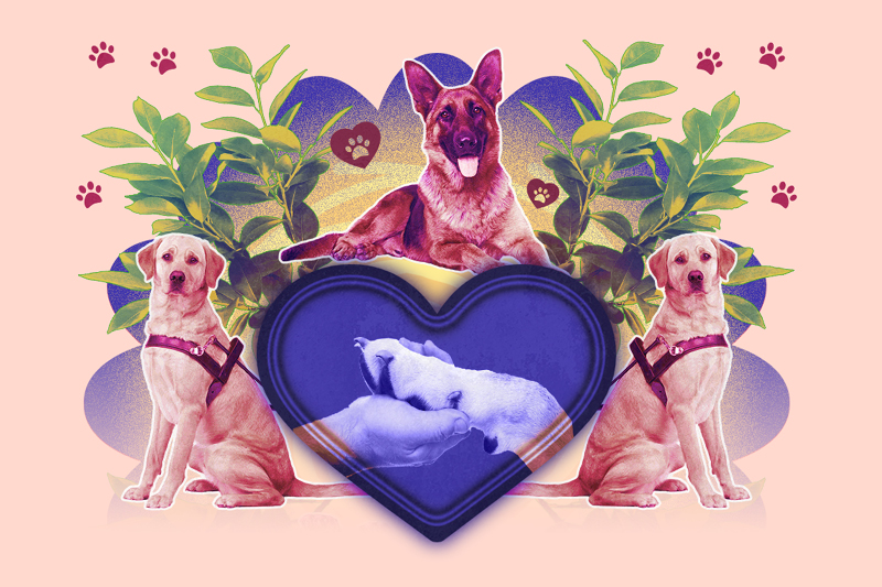 Színes családi vasárnap | Segítő mancsok