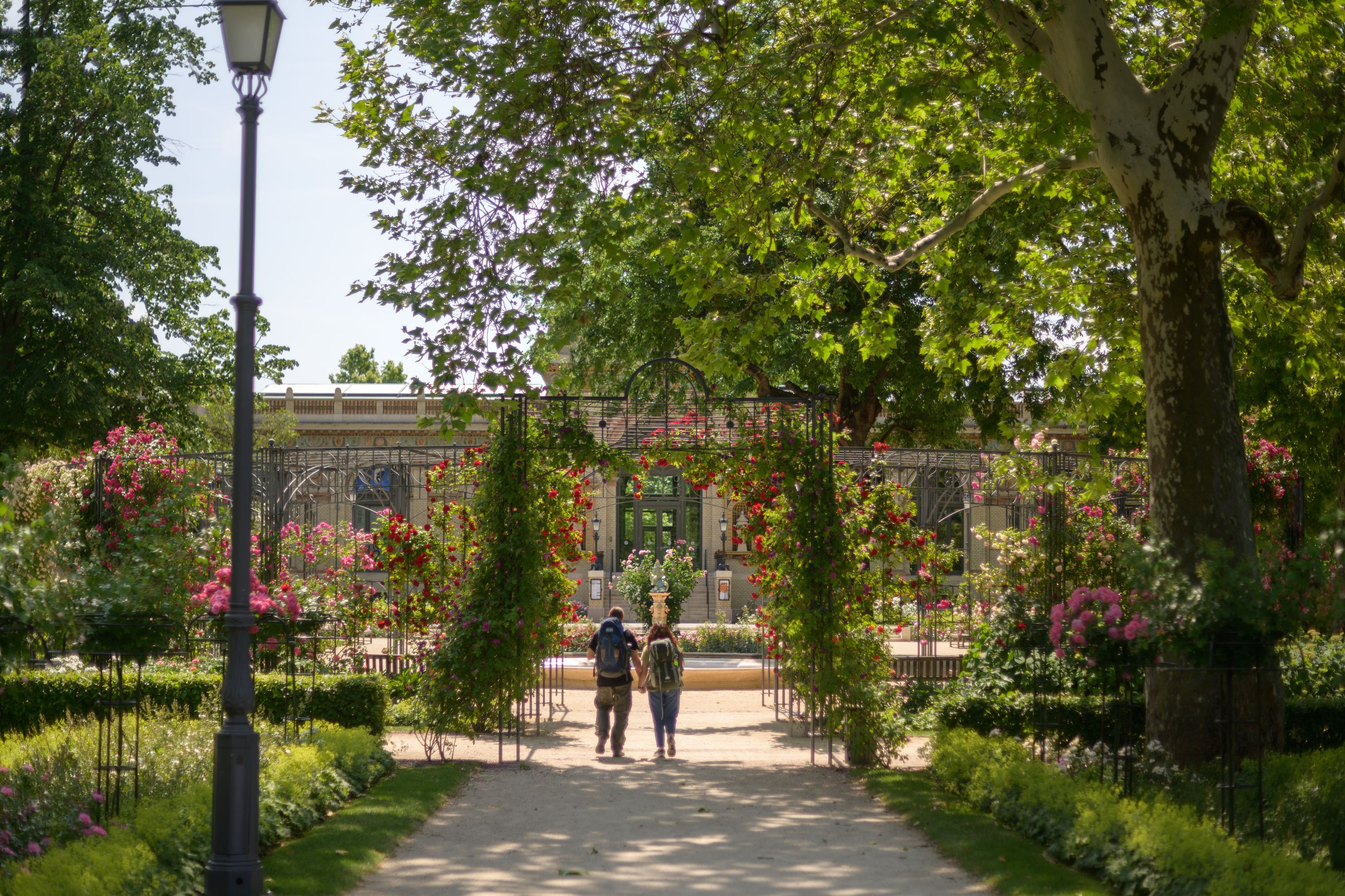 Rose garden photo